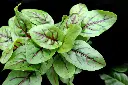 RED WINE SORREL PUNNET - OSEILLE ROUGE VIN BARQUETTES