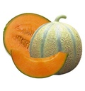 ROCK MELLON CANTALOUPE -  MELON CHARENTAIS 
