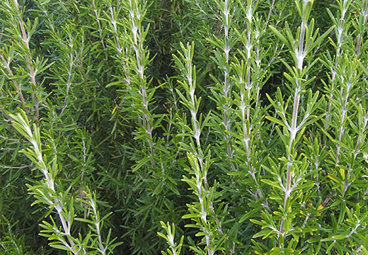 ROSEMARY - ROMARIN 