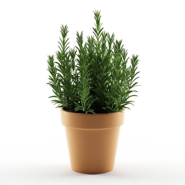 ROSEMARY PLANT - POT ROMARIN POT