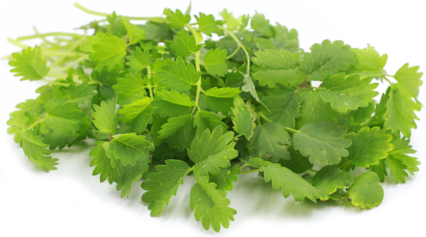 SALAD BURNET - PUNNET SALADE PURNET - BARQUET