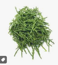 SALICORNE FRESH - SALICORNE FRAICHE
