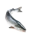 SALMON 4/5KG FRANCE – SAUMON 4/5KG FRANCE