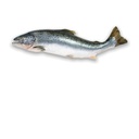SALMON 4/5KG WILD SWEDEN – SAUMON 4/5KG SAUVAGE SUÈDE