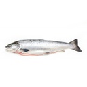 SALMON 5/6KG FAROE – SAUMON 5/6KG FÉROÉ