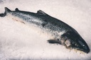 SALMON 5/6KG IRISH – SAUMON 5/6KG IRLANDE BIO