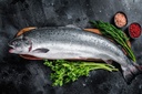 SALMON 5/6KG SCOTTISH – SAUMON 5/6KG ECOSSE