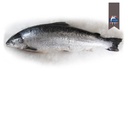 SALMON 8/9KG SCOTTISH SUPERIOR – SAUMON 8/9KG SCOTTISH SUPERIOR
