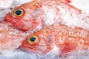SCORPIONFISH SEBASTES FAO – DORADE SEBASTE PÊCHÉE CHALUT FAO