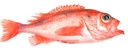SEBASTES REDFISH 1/2KG ATL N/EST – RASCASSE SEBASTE 1/2KG ATLANTIQUE N/EST