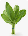 SORREL - BUNCH OSEILLE - BOTTE