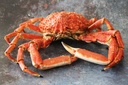SPIDER CRAB - KG ARAIGNEE - KG