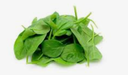 SPINACH BABY - POUSSE EPINARD 