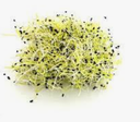 SPROUTS LEEK - GERME OIGNON POIREAUX