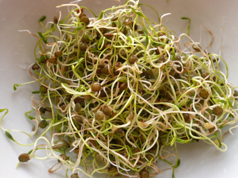 SPROUTS LENTIL PUNNET - GERME LENTILLE BARQUETTE