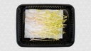 TALPA SHOOTS PUNNET - POUSSES DE TALPA BARQUETTE 