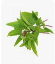 THAI BASIL, 100GR BASILIC THAI, 100GR
