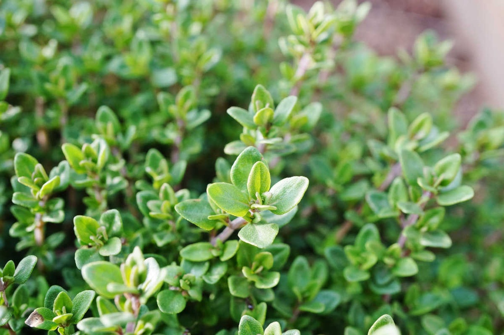 THYME LEMON - THYM CITRON 