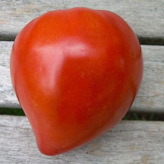 TOMATO BEEF - TOMATO ANCIENNE COEUR BOEUF 