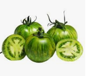 TOMATO GREEN ZEBRA - TOMATO ANCIENNE GREEN ZEBRA