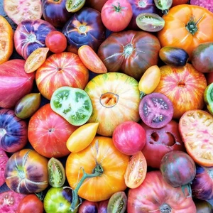 TOMATO HEIRLOOM - TOMATE ANCIENNE ASSORT COULEUR 