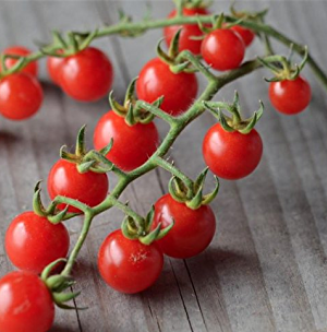 TOMATO MINI GROSEILLE RED - TOMATE GROSEILLE ROUGE 
