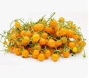TOMATO MINI GROSEILLE YELLOW  - TOMATE GROSEILLE JAUNE 