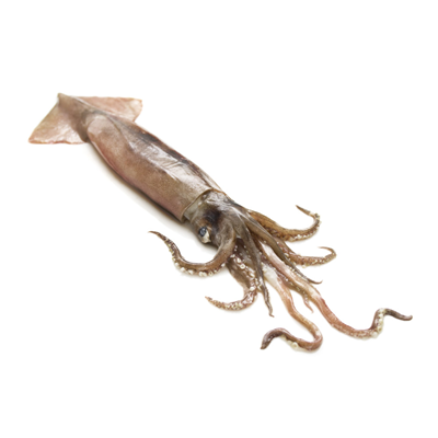 WHOLE SQUID MEDITERANEAN 1 KG -ENCORNET ENTIER MEDITERANEE 1 KG