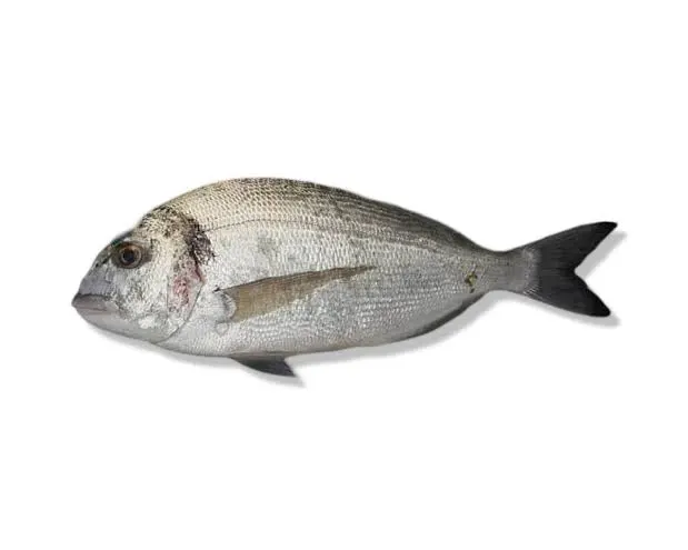 WILD GILTHEAD SEABREAM 4KG+ – DORADE ROYALE SAUVAGE 4KG+