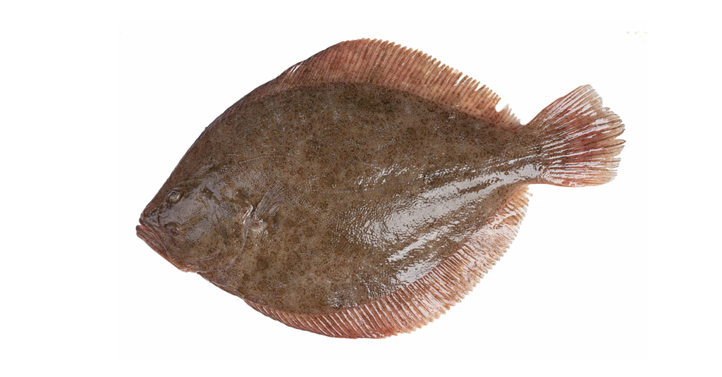 WILD TURBOT 5KG+ ATLANTIC N/EST – TURBOT SAUVAGE 5KG+ ATLANTIQUE N/EST