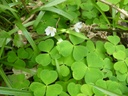 WOOD SORREL OXALYS GREEN - OXALYS VERTE BASTELICA 