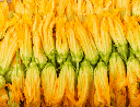 ZUCCHINI FLOWERS MALE - COURGETTE FLEURS MALE 