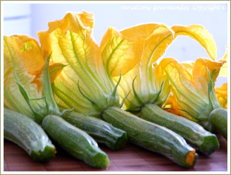 ZUCCHINI WITH FLOWER - COURGETTE AVEC FLEUR 