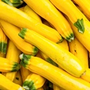 ZUCCHINI YELLOW FINE - COURGETTE JAUNE FINE