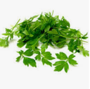 LOVAGE - BUNCH LIVECHE - BOTTE