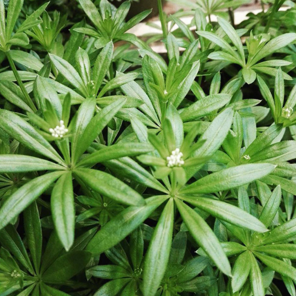 SWEET WOODRUFF - ASPERULE ODORANTE