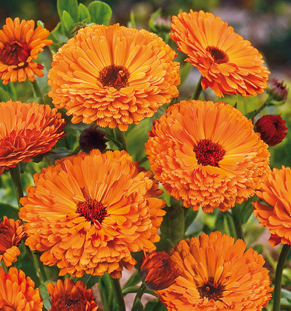 FLEURS SOUCIS ORANGE - BQT