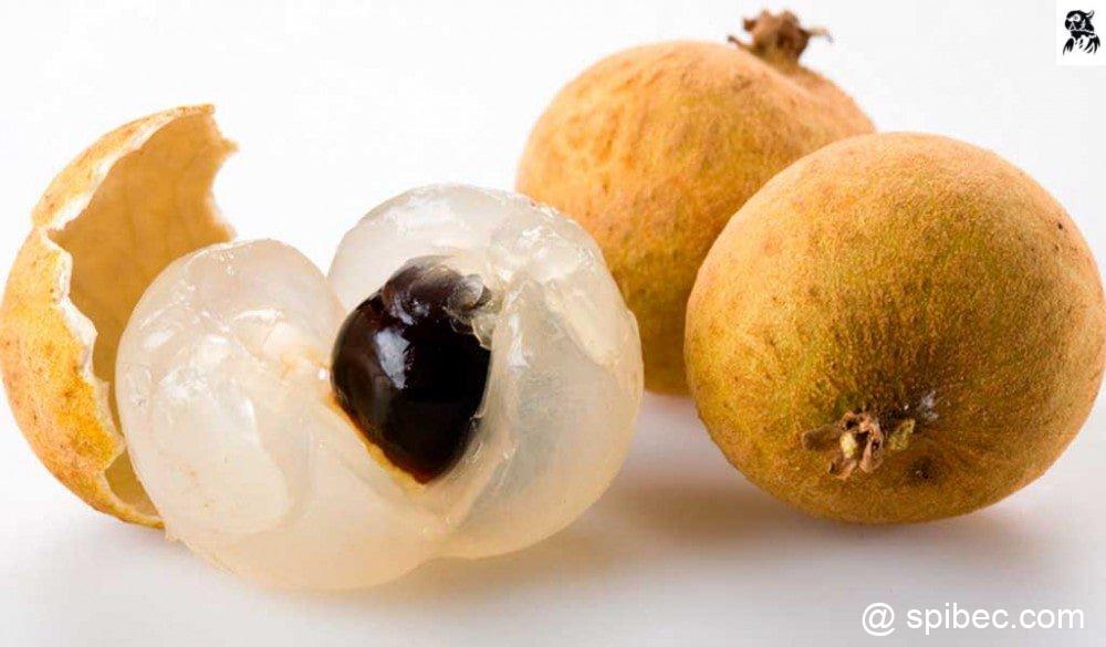 LONGANE - LONGAN