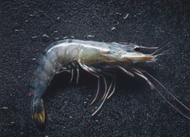 WHOLE MADAGASCAR SHRIMPS LABEL ROUGE 800G CREVETTES ENTIÈRES DE MADAGASCAR LABEL ROUGE 800G