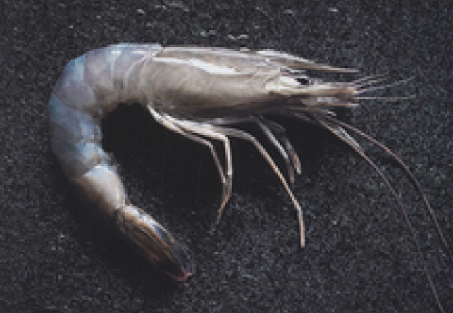 WHOLE MADAGASCAR SHRIMPS LABEL ROUGE WITH PEELED BODY 800G CREVETTES ENTIÈRES DE MADAGASCAR LABEL ROUGE AVEC LE CORPS DÉCORTIQUÉ 800G