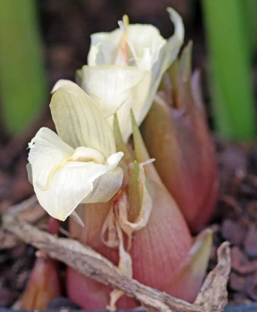 FLOWERS MYOGA GINGER -PUNNET - FLEURS GINGEMBRE MYOGA