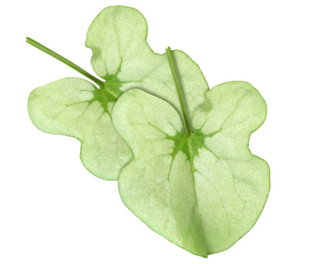 SYRAH LEAVES -PUNNET FEUILLES DE SYRAH BQT 