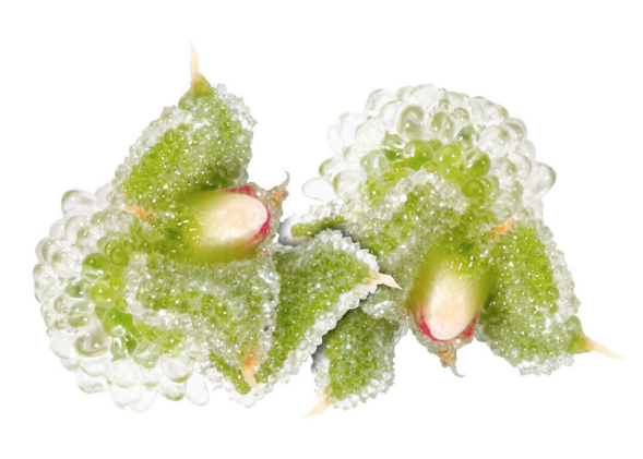 EDIBLE FLOWERS BLINQ BLOSSOM PNT -FLEUR BLINQ BQT