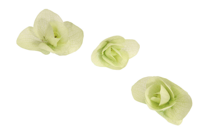 EDIBLE FLOWERS FLOREGANO PNT - FLOREGANO BQT