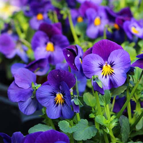 EDIBLE FLOWERS VIOLAS BLOSSOMS PNT- FLEURS COMESTIBLES VIOLAS BQT