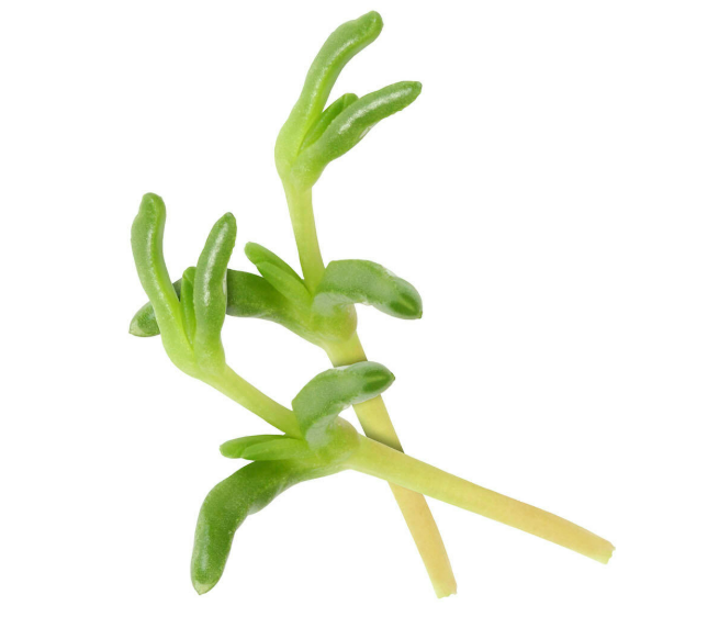 SALTY FINGERS PUNNET - SALTY FINGERS BQT