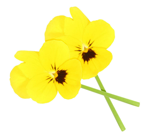 EDIBLE FLOWERS JCORNABRIA BLOSSOM -PUNNET FLEURS CORNABRIA BLOSSOM  -BQT