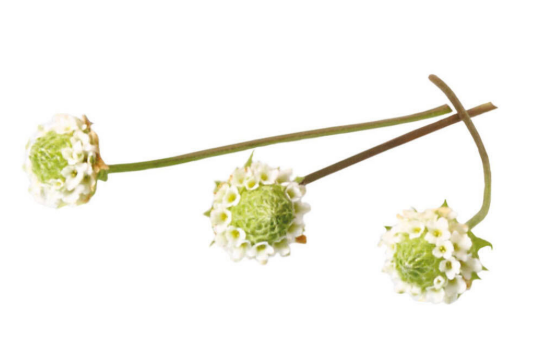 EDIBLE FLOWERS DUSHI BUTTONS -PUNNET FLEURS DUSHI BUTTONS -BQT