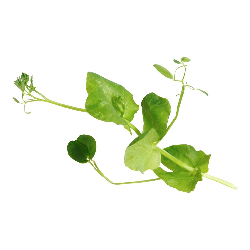 CRESS SALAD PEA - PUNNET