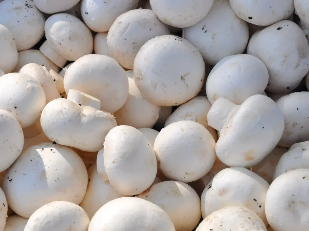 MUSHROOM WHITE BUTTON (POLAND) - CHAMPIGNON CRÈME (POLOGNE) 